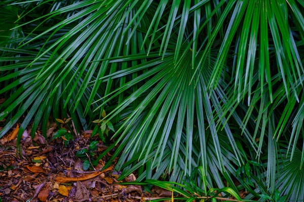 Plantas Tropicais Crescendo Jardim Botânico Tenerife Ilhas Canárias — Fotografia de Stock