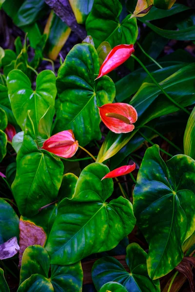 Plantas Tropicales Con Flores Exóticas Que Crecen Jardín Botánico Tenerife —  Fotos de Stock