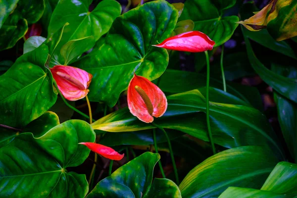 Τροπικά Φυτά Εξωτικά Λουλούδια Που Αυξάνεται Βοτανικό Κήπο Στην Τενερίφη — Φωτογραφία Αρχείου