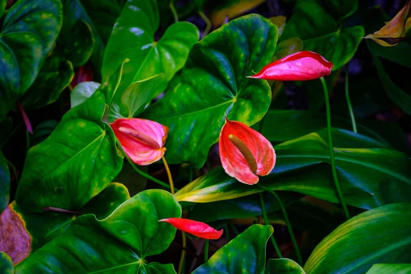 Τροπικά Φυτά Εξωτικά Λουλούδια Που Αυξάνεται Βοτανικό Κήπο Στην Τενερίφη — Φωτογραφία Αρχείου