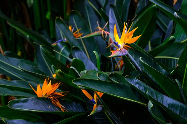 Plantas Exóticas Floração Jardim Botânico Tenerife Ilhas Canárias — Fotografia de Stock