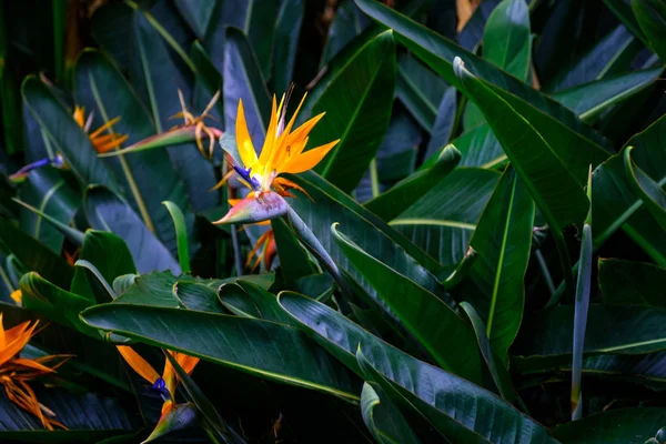 Egzotikus Növények Virágzás Botanikus Kertben Tenerife Kanári Szigetek — Stock Fotó