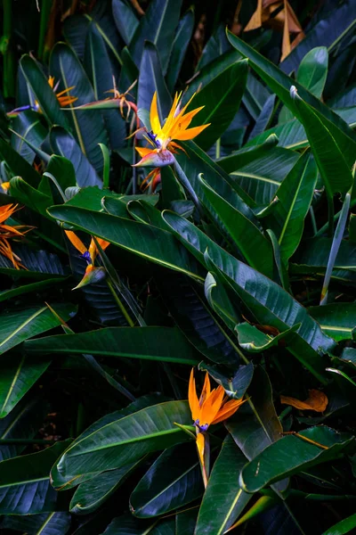Plantas Exóticas Floração Jardim Botânico Tenerife Ilhas Canárias — Fotografia de Stock