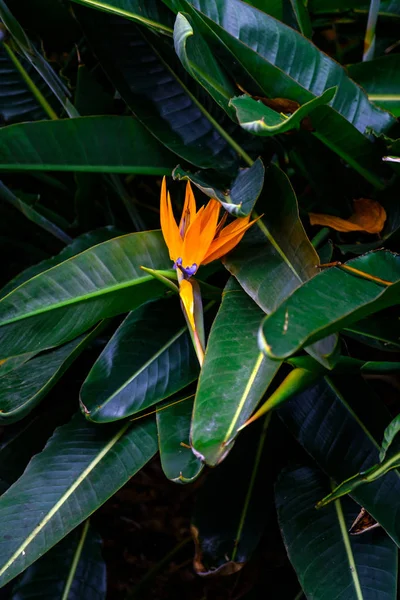 Exotische Pflanzenblüte Botanischen Garten Auf Teneriffa Kanarische Inseln — Stockfoto