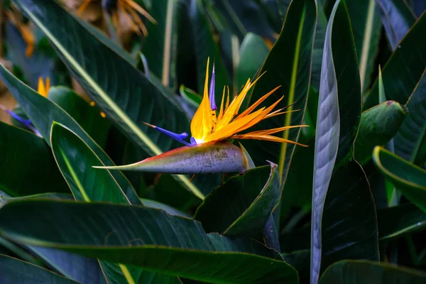 Egzotikus Növény Virágzás Botanikus Kertben Tenerife Kanári Szigetek — Stock Fotó