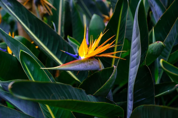 Exotische Pflanzenblüte Botanischen Garten Auf Teneriffa Kanarische Inseln — Stockfoto