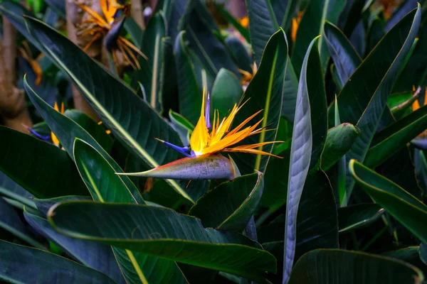 Floração Vegetal Exótica Jardim Botânico Tenerife Ilhas Canárias — Fotografia de Stock