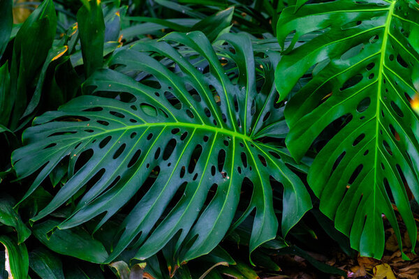 Tropical plant growing in botanical garden at Tenerife, Canary Islands