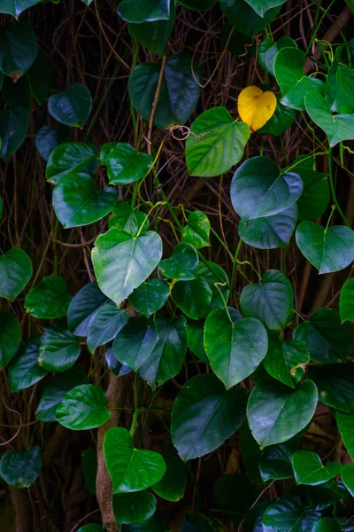 Tropická Rostlina Rostoucí Botanické Zahradě Tenerife Kanárské Ostrovy — Stock fotografie