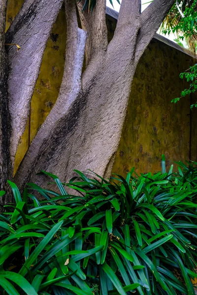 Tropical Tree Trunk Green Plants Growing Botanical Garden Tenerife Islas —  Fotos de Stock