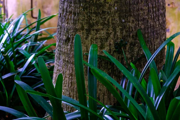 在加那利群岛特内里费岛的植物园里生长的热带树树干和绿色植物 — 图库照片