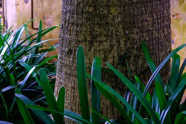 Tropische Boom Stam Groene Planten Groeien Botanische Tuin Tenerife Canarische — Stockfoto