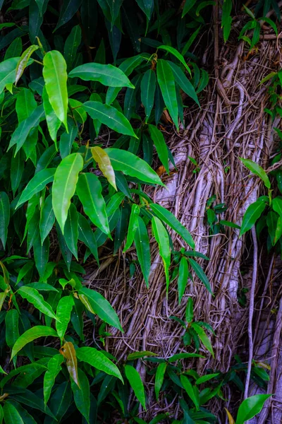 Tropical Plants Growing Botanical Garden Tenerife Canary Islands — Stock Photo, Image