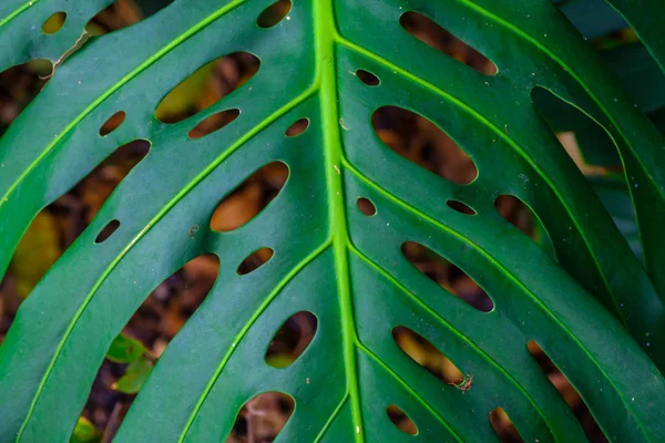 Närbild Bladmönster Tropisk Växt Som Växer Botaniska Trädgården Teneriffa Kanarieöarna — Stockfoto