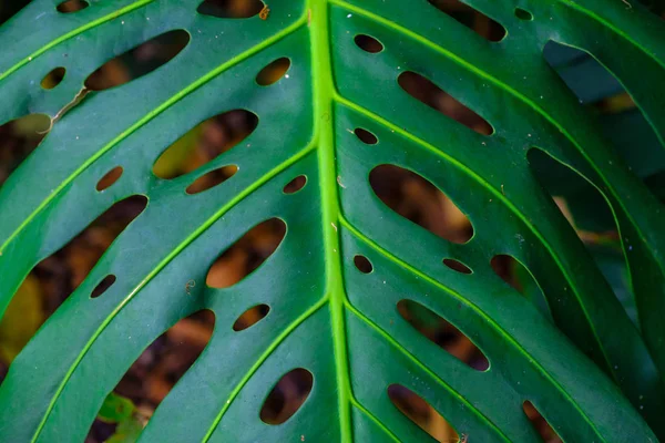 Close Liść Wzorem Tropikalnej Rośliny Rosnące Ogrodzie Botanicznym Teneryfa Wyspy — Zdjęcie stockowe
