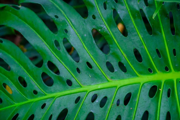 Közeli Kép Botanikus Kertben Tenerife Kanári Szigetek Trópusi Növény Levél — Stock Fotó