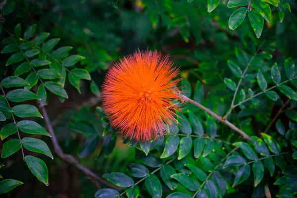 Τροπικό Φυτό Εξωτικά Λουλούδια Ανθίζουν Βοτανικό Κήπο Στην Τενερίφη Κανάριοι — Φωτογραφία Αρχείου