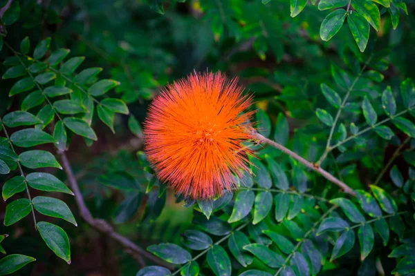 Planta Tropical Con Flores Exóticas Floreciendo Jardín Botánico Tenerife Islas —  Fotos de Stock