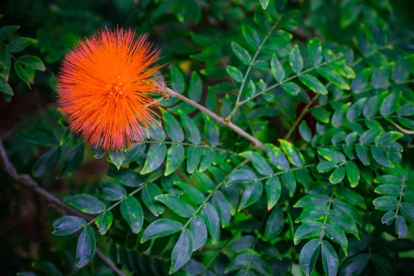 Planta Tropical Con Flores Exóticas Floreciendo Jardín Botánico Tenerife Islas — Foto de Stock
