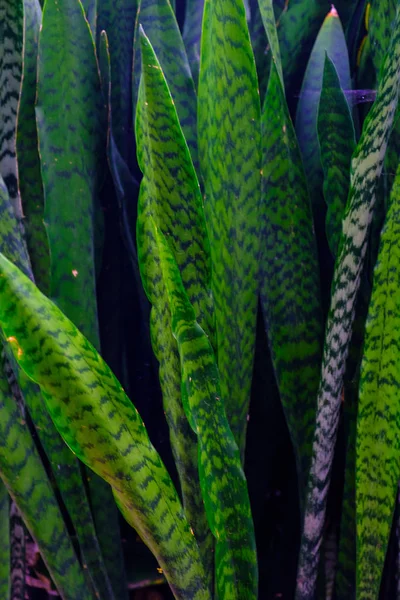 Зеленые Экзотические Растения Растущие Ботаническом Саду Тенерифе Канарские Острова — стоковое фото