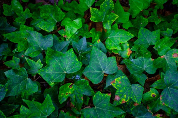 Plantas Exóticas Verdes Crescendo Jardim Botânico Tenerife Ilhas Canárias — Fotografia de Stock