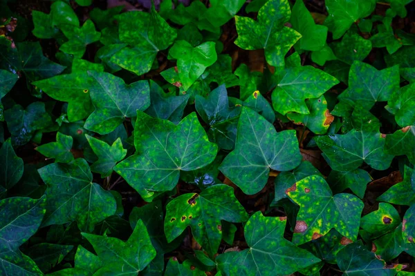 Plantas Exóticas Verdes Crescendo Jardim Botânico Tenerife Ilhas Canárias — Fotografia de Stock