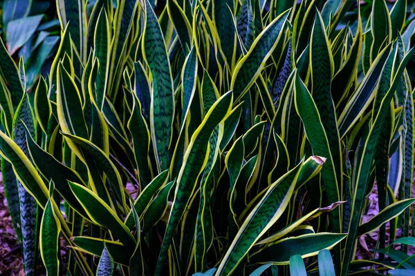 Plantas Exóticas Verdes Que Crecen Jardín Botánico Tenerife Islas Canarias —  Fotos de Stock