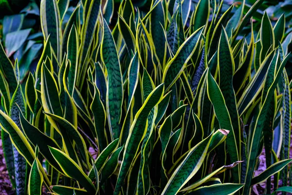 Plantas Exóticas Verdes Que Crecen Jardín Botánico Tenerife Islas Canarias — Foto de Stock