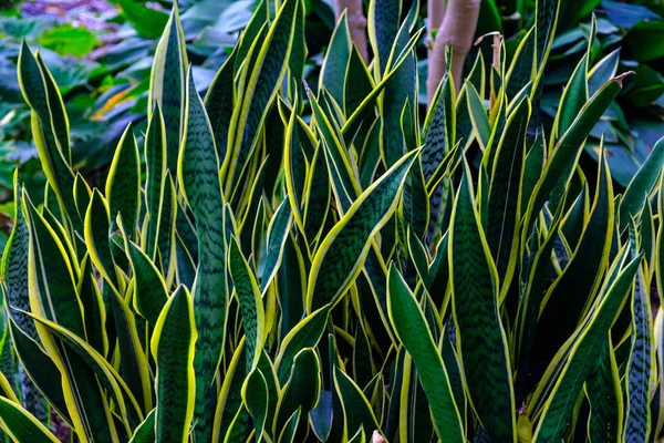 Green Exotic Plants Growing Botanical Garden Tenerife Canary Islands — Stock Photo, Image