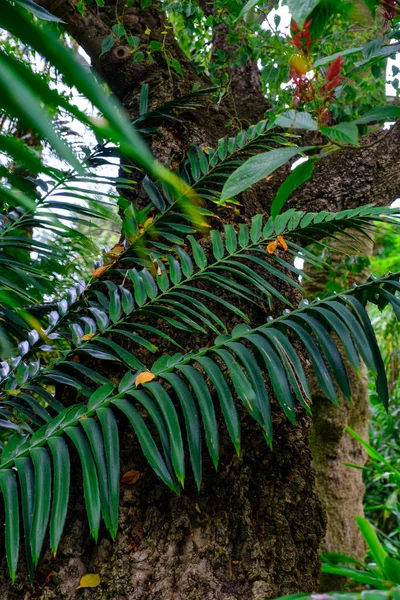 Trópusi Növények Növekszik Botanikus Kert Tenerife Kanári Szigetek — Stock Fotó