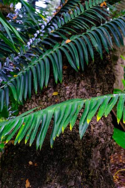 テネリフェ島のカナリア諸島にある植物園で植物のエキゾチックな葉 — ストック写真