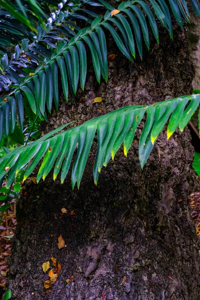 テネリフェ島のカナリア諸島にある植物園で植物のエキゾチックな葉 — ストック写真