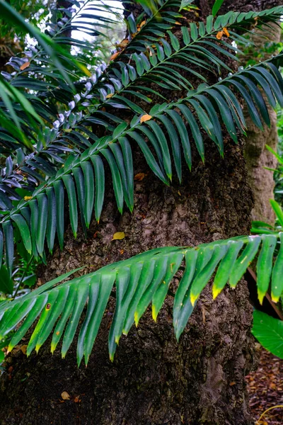 テネリフェ島のカナリア諸島にある植物園で植物のエキゾチックな葉 — ストック写真