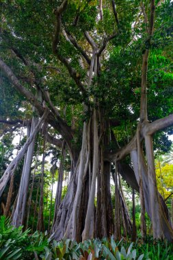 Tenerife, Kanarya Adaları, Botanik bahçesinde büyüyen ağaçlar tropikal
