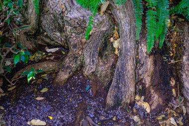 Ağaç gövde Botanik Bahçesi Tenerife, Kanarya Adaları, büyüyen tropikal eğrelti otları