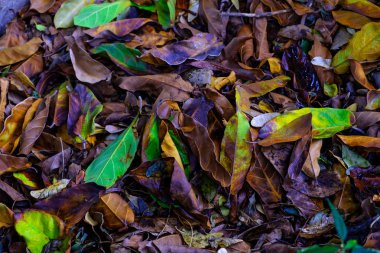 Tropikal kök, yaprak ve bitki botanik bahçe Tenerife, Kanarya Adaları, batan katta