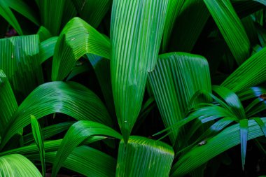 Tenerife, Kanarya Adaları, Botanik bahçesinde büyüyen tropikal bitki