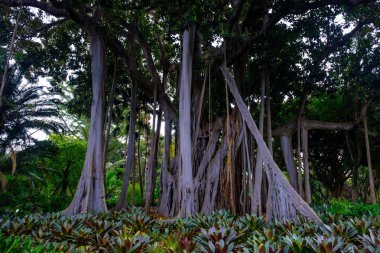 Büyüyen Botanik Bahçesi Tenerife, Kanarya Adaları, tropik ağaçları