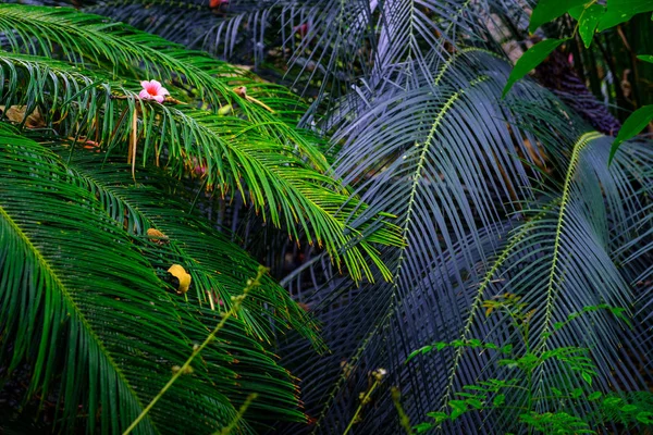 Feuilles Exotiques Plantes Poussant Dans Jardin Botanique Tenerife Îles Canaries — Photo