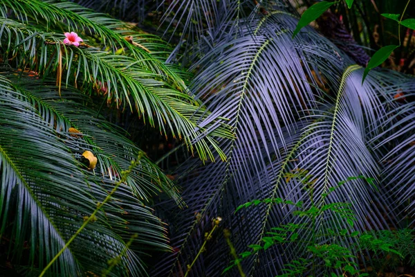 Exotické Listy Rostlin Rostoucích Botanické Zahradě Tenerife Kanárské Ostrovy — Stock fotografie