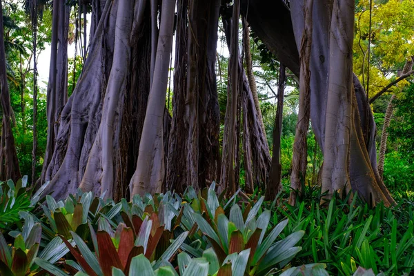 Árboles Tropicales Que Crecen Jardín Botánico Tenerife Islas Canarias —  Fotos de Stock