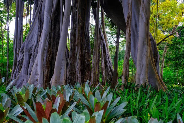 Árboles Tropicales Que Crecen Jardín Botánico Tenerife Islas Canarias —  Fotos de Stock