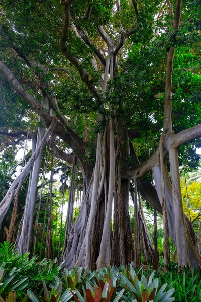 Tropical Trees Growing Botanical Garden Tenerife Canary Islands — Stock Photo, Image