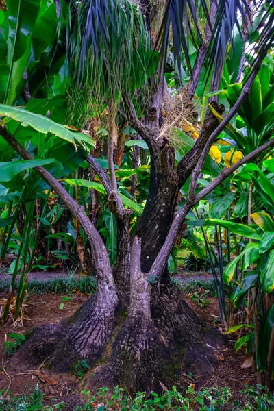 Тропическое Дерево Растущее Ботаническом Саду Тенерифе Канарские Острова — стоковое фото