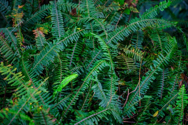 在加那利群岛特内里费岛植物园生长的热带蕨类植物 — 图库照片