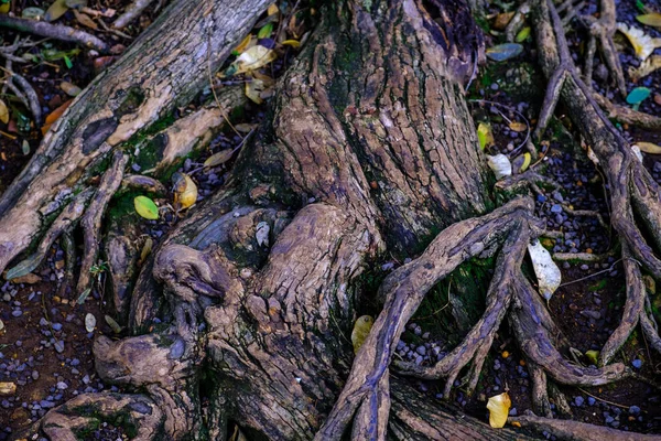 Πέτρες Στο Έδαφος Τις Ρίζες Δέντρων Που Αναπτύσσονται Βοτανικό Κήπο — Φωτογραφία Αρχείου