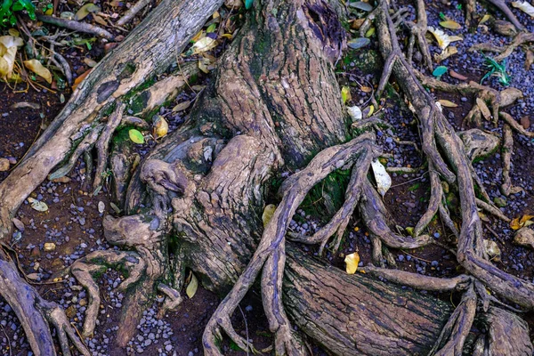 Kameny Zem Kořeny Stromů Rostoucích Botanické Zahradě Tenerife Kanárské Ostrovy — Stock fotografie