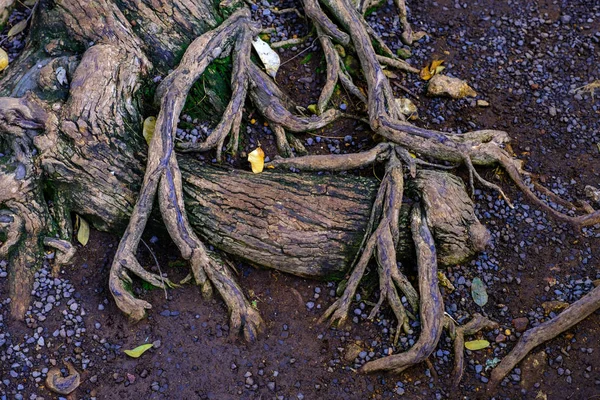 Piedras Tierra Con Raíces Arbóreas Que Crecen Jardín Botánico Tenerife —  Fotos de Stock