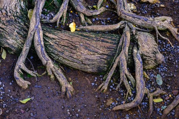 Piedras Tierra Con Raíces Arbóreas Que Crecen Jardín Botánico Tenerife —  Fotos de Stock