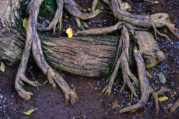Piedras Tierra Con Raíces Arbóreas Que Crecen Jardín Botánico Tenerife — Foto de Stock